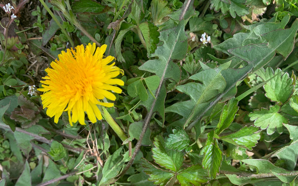 Dandelions-annoying weed or amazing healer? - Amazing Earth